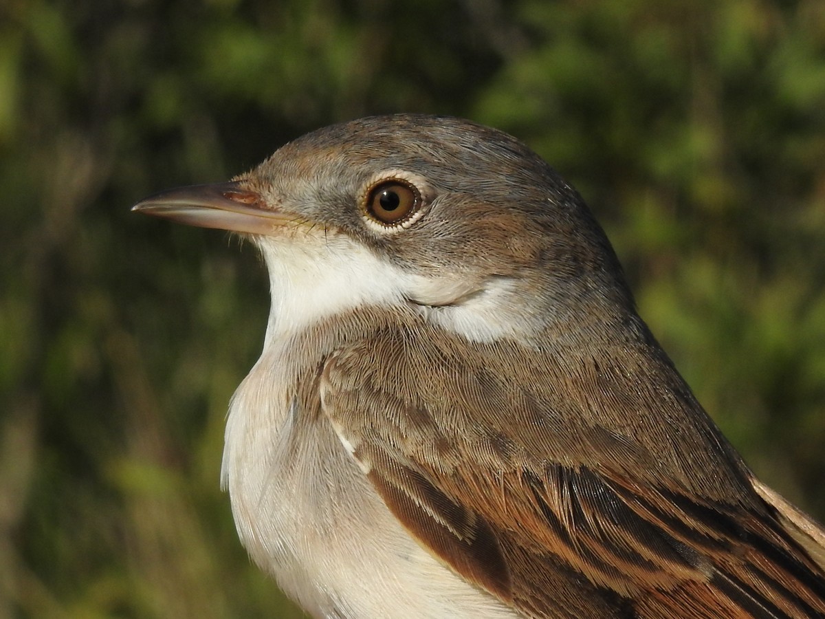 Greater Whitethroat - ML449458131