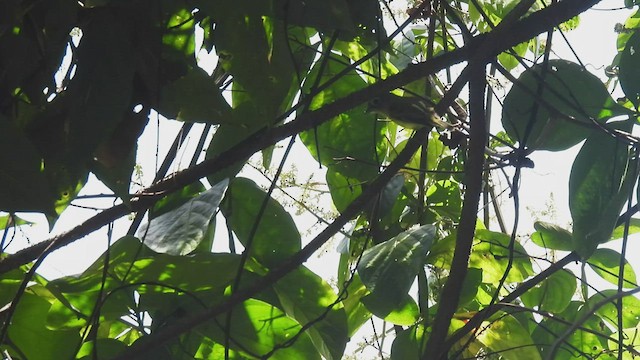 Piprites Cabecigrís - ML449458291