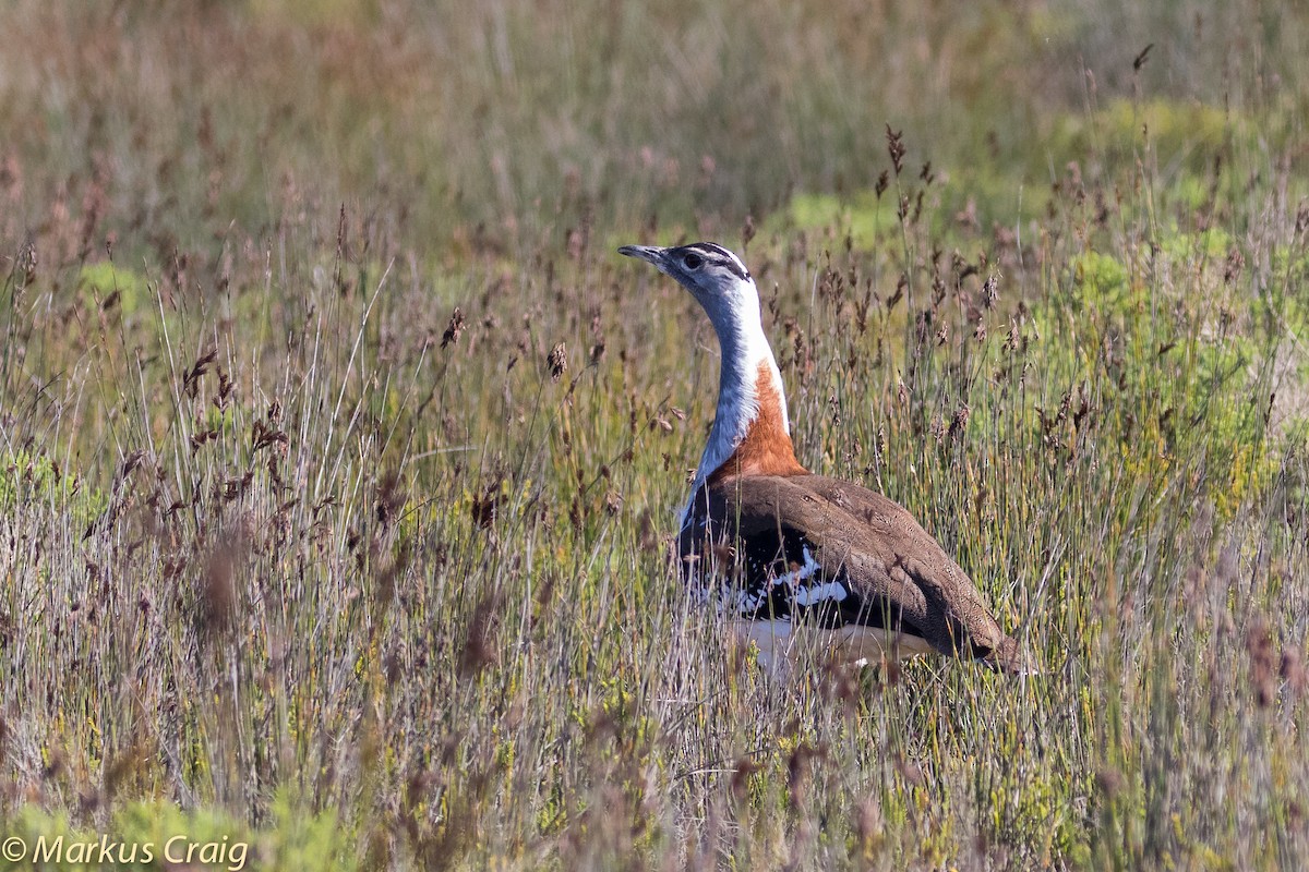 Denham's Bustard (Stanley's) - ML44945871