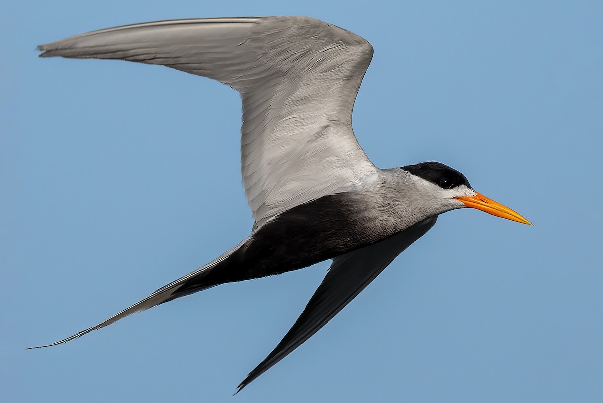 Black-bellied Tern - Saswat Mishra