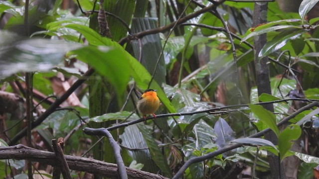 Orange-collared Manakin - ML449459311