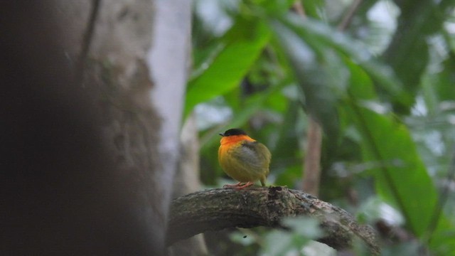 Manakin à col orange - ML449459341