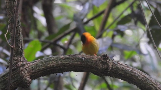 Manakin à col orange - ML449460191