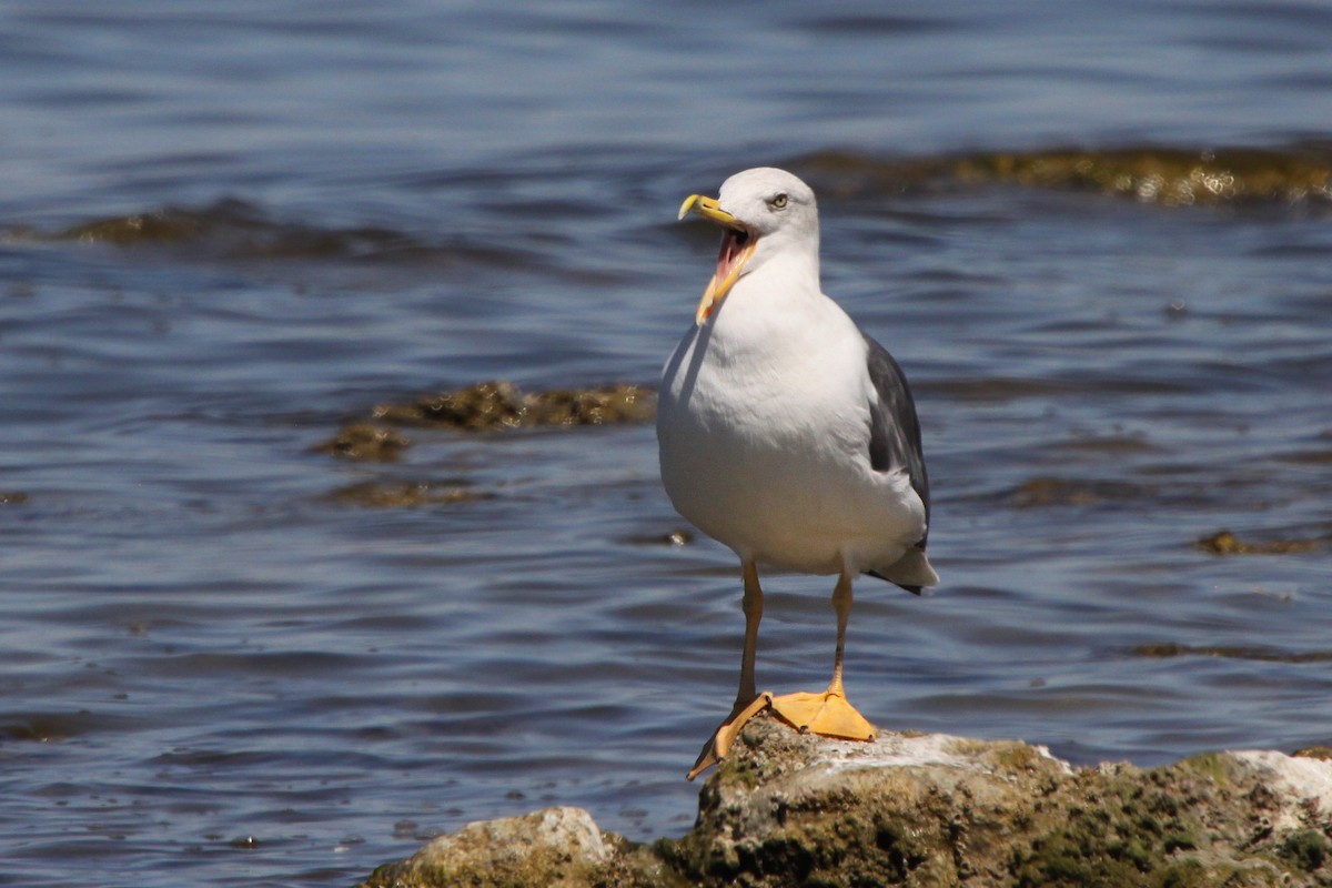 Yellow-footed Gull - ML44946031