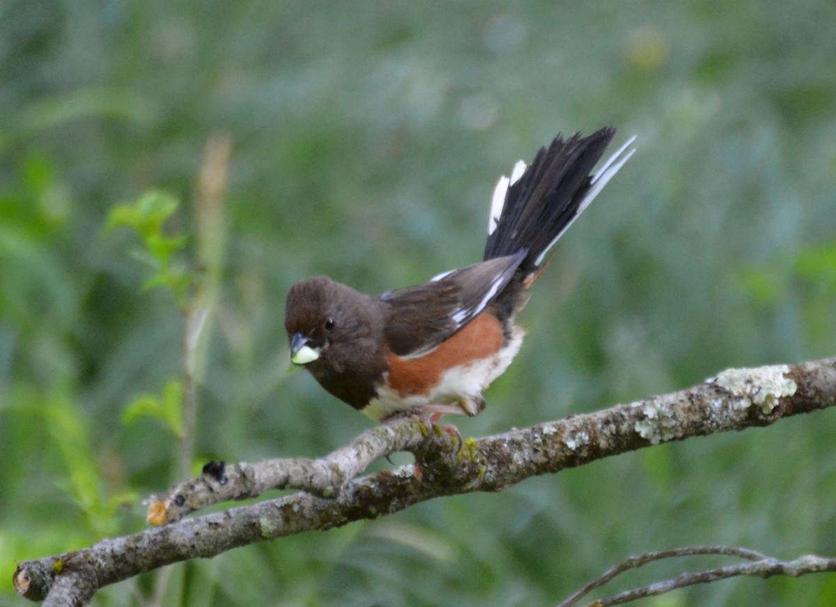 Eastern Towhee - ML449460691
