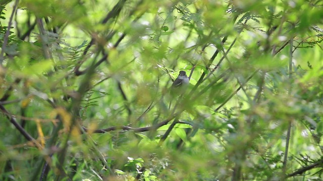 Alder Flycatcher - ML449460961