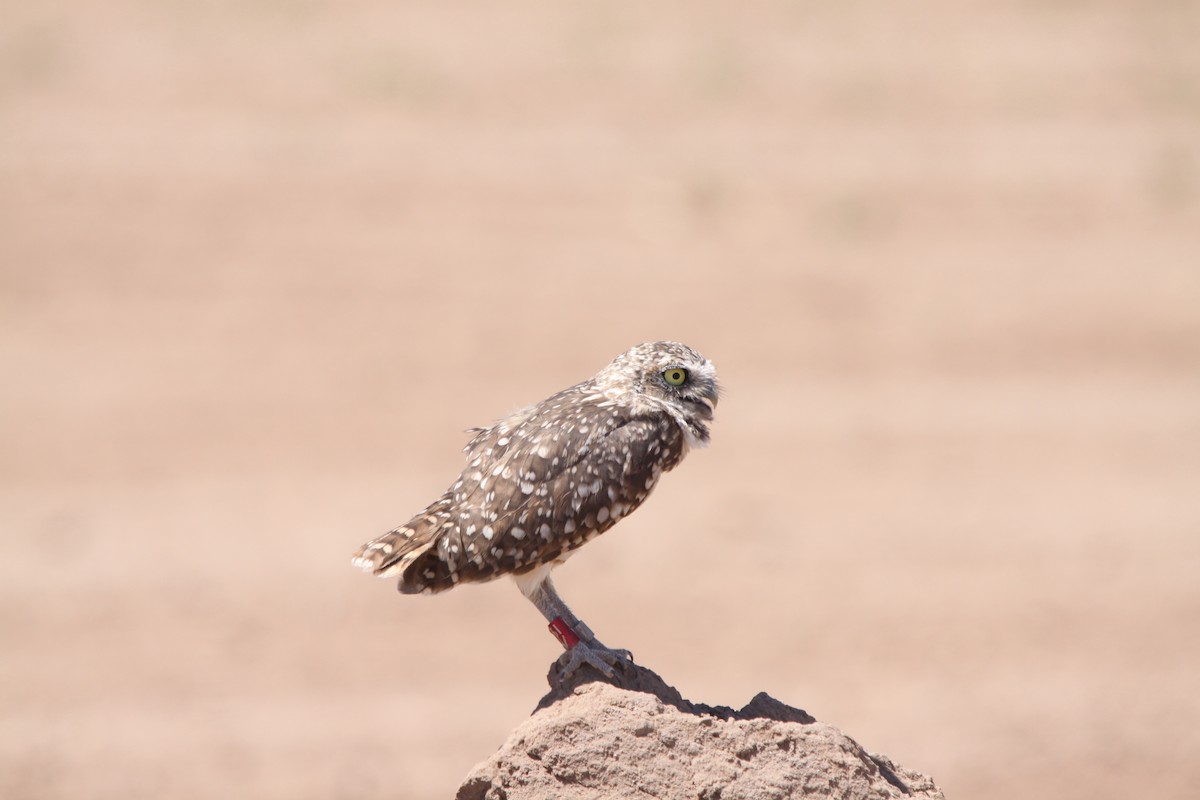 Burrowing Owl - ML44946101