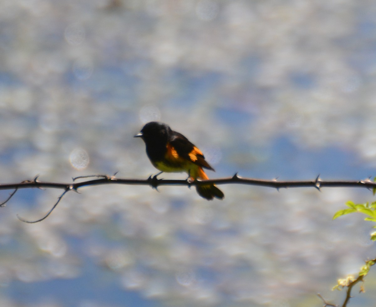 American Redstart - Doug Overacker