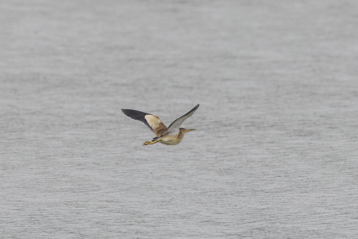 Yellow Bittern - ML449461851