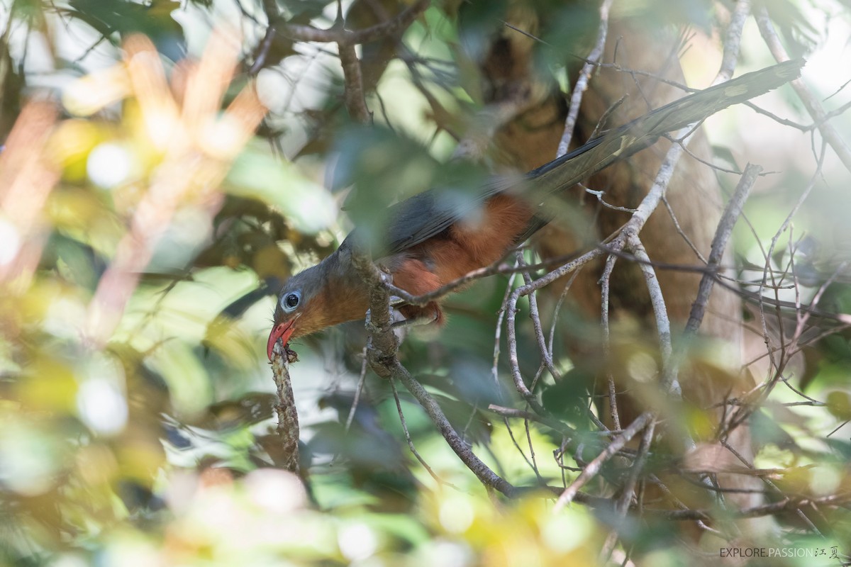 Red-billed Malkoha - ML449464381