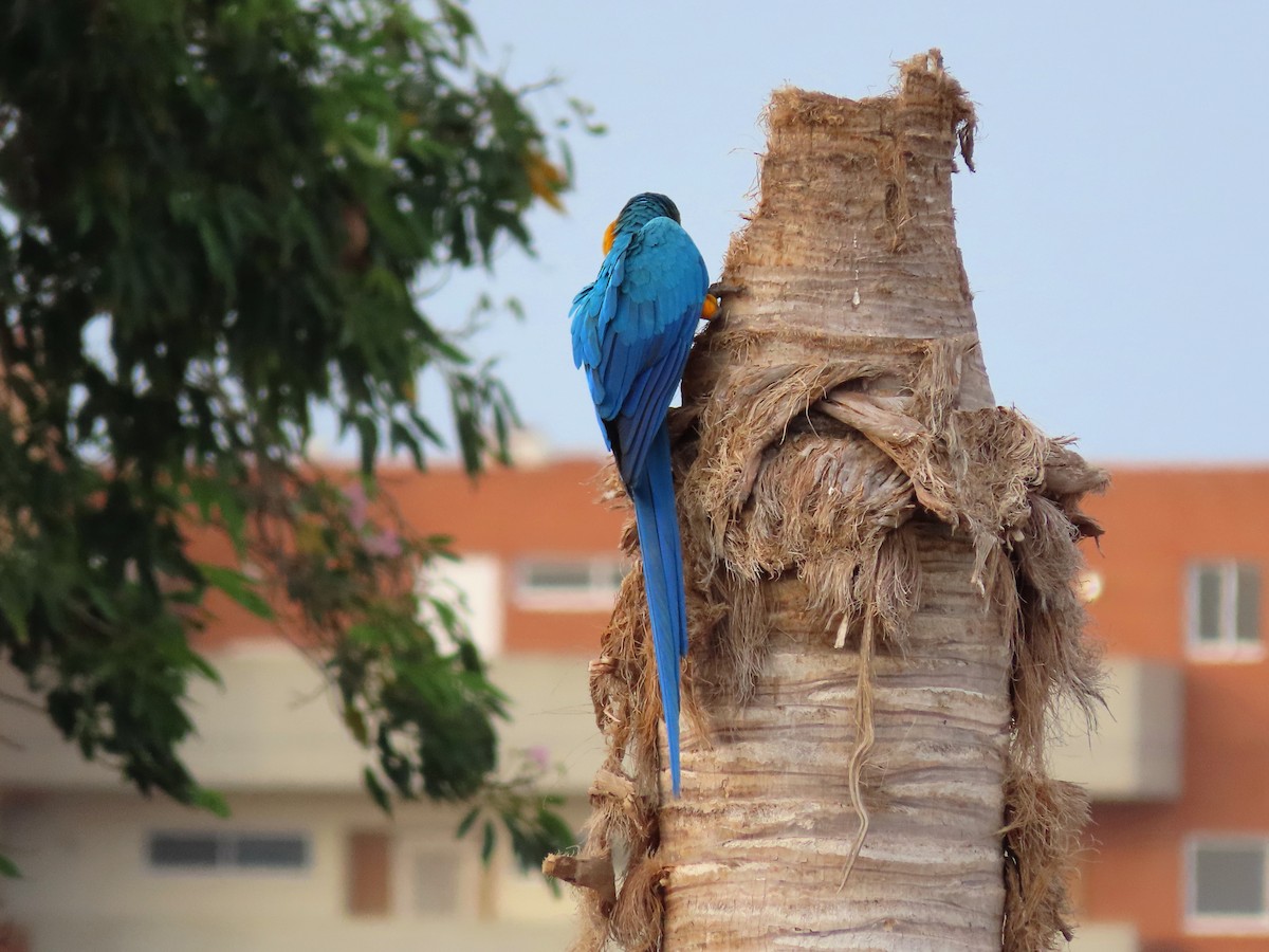 Blue-and-yellow Macaw - ML449464751