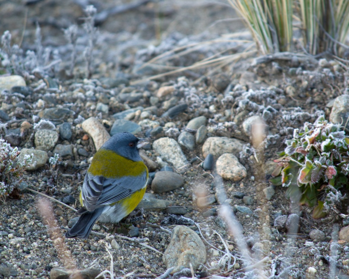 Gray-hooded Sierra Finch - ML449466101