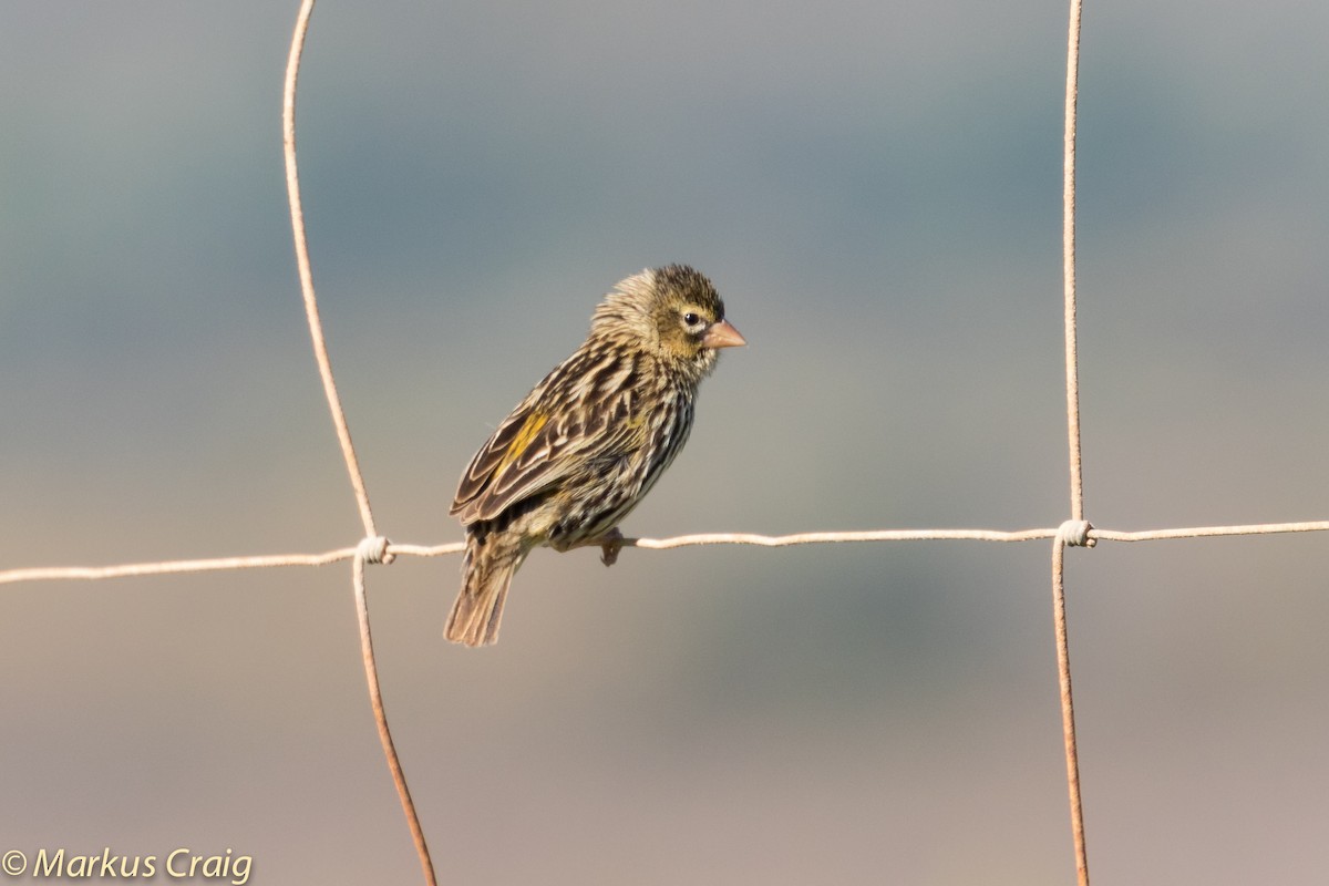 Yellow Bishop (Yellow) - Markus Craig