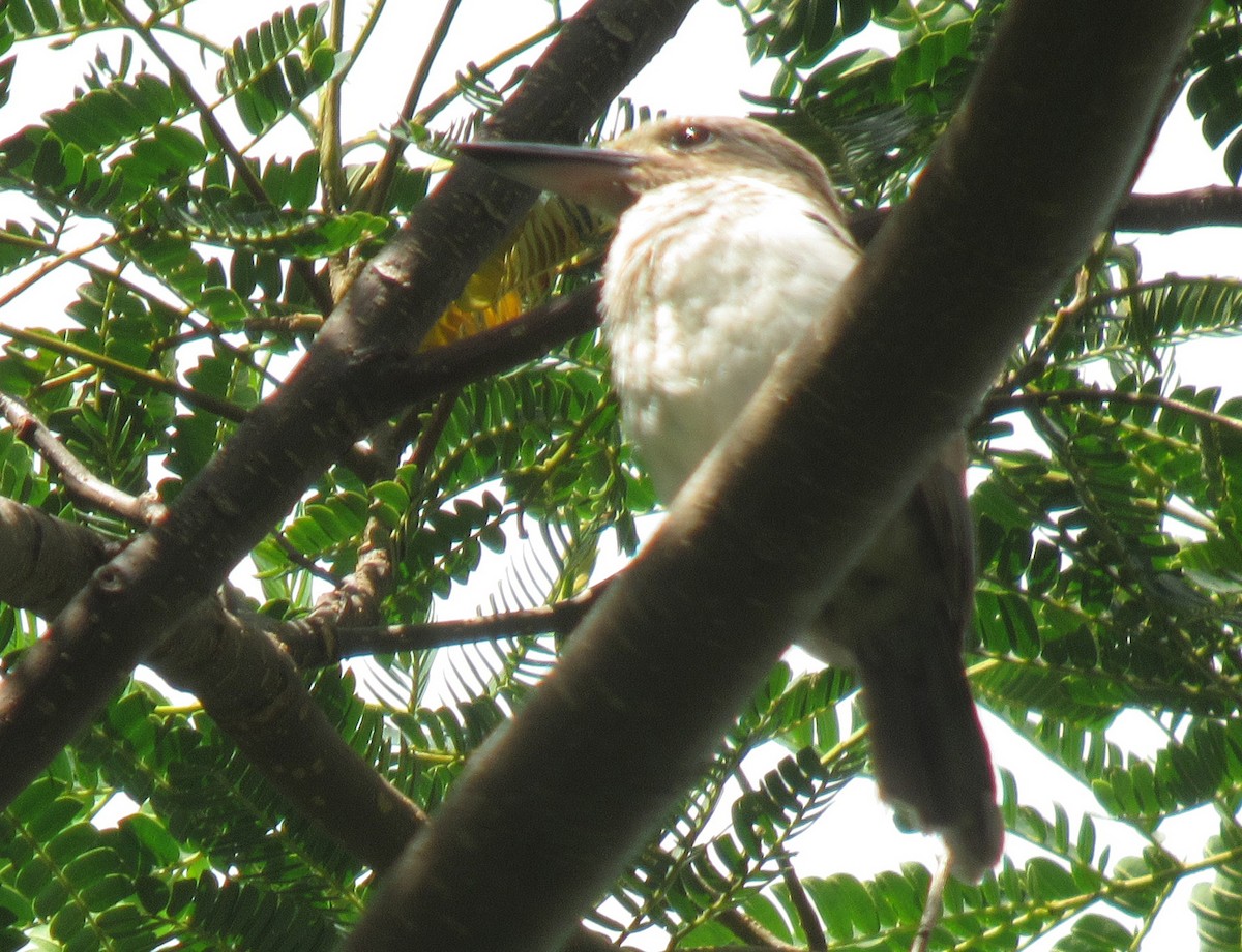Society Kingfisher (Moorea) - ML449467591