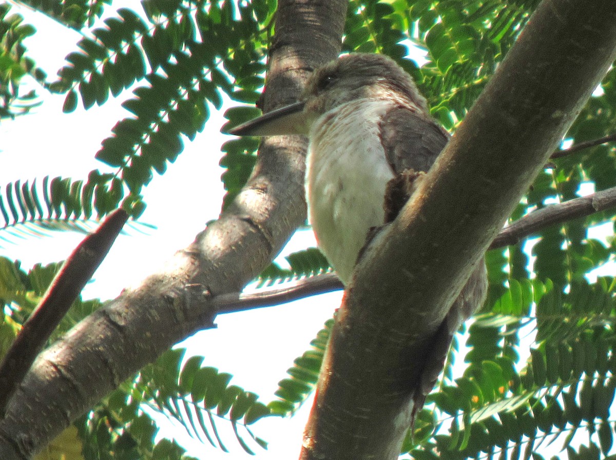 Society Kingfisher (Moorea) - ML449467681