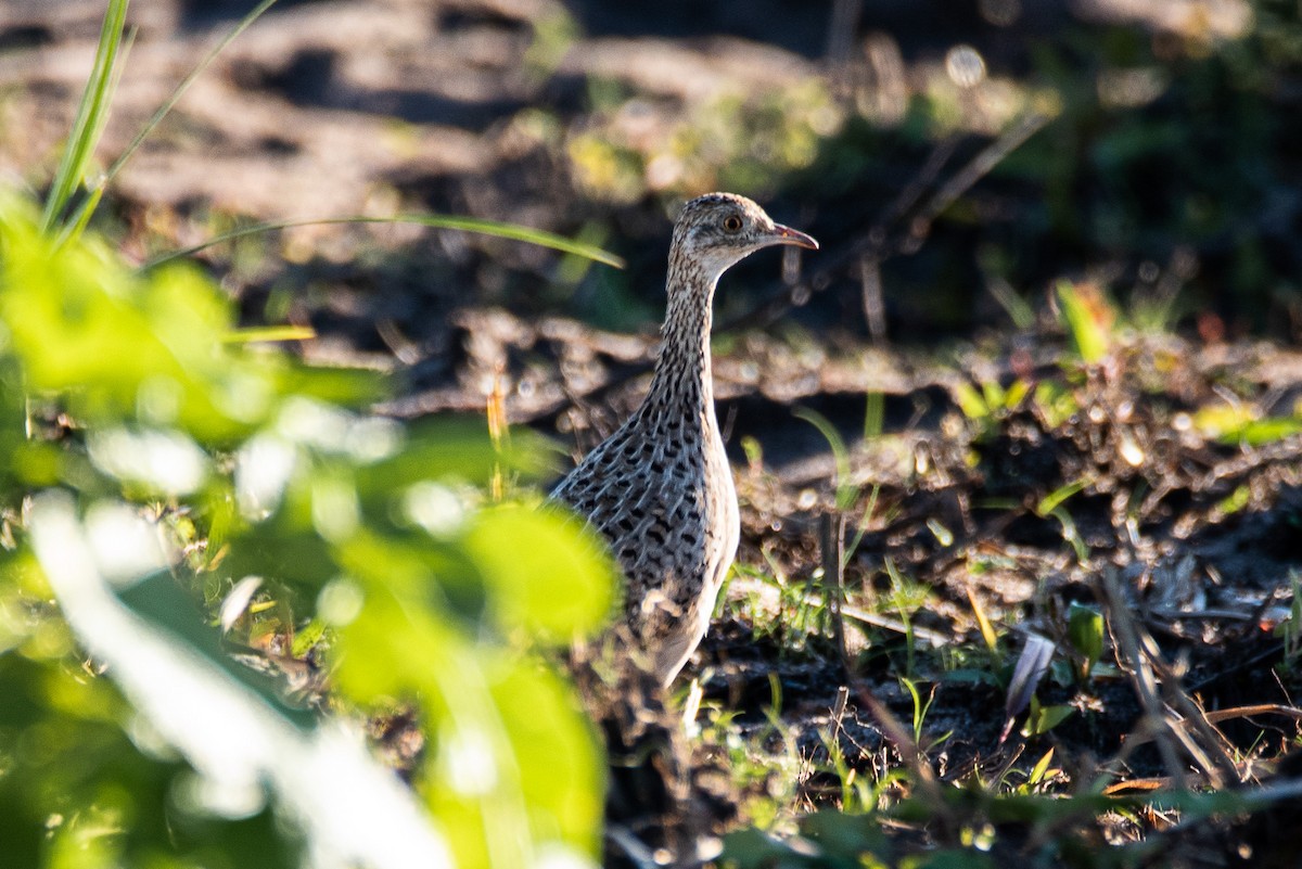 Tinamou tacheté - ML449467761