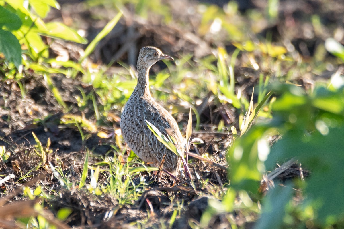 Tinamou tacheté - ML449467771