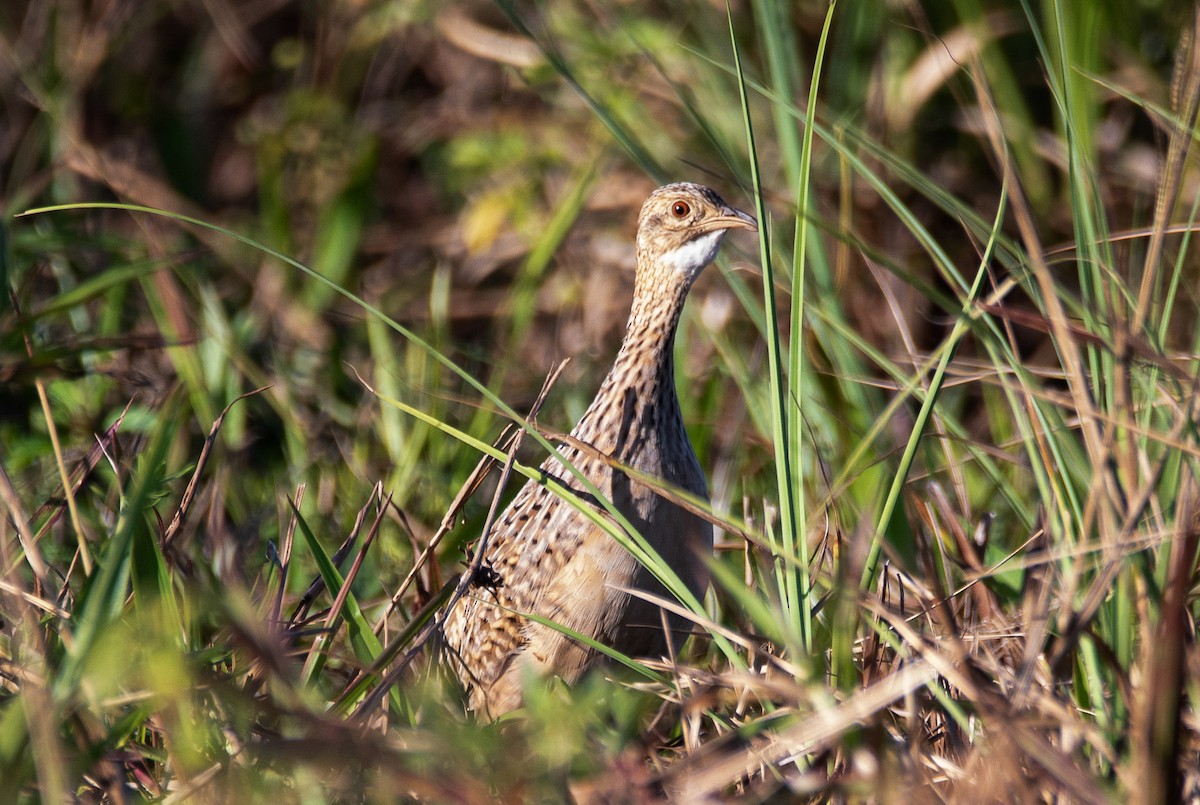 Tinamou tacheté - ML449467781