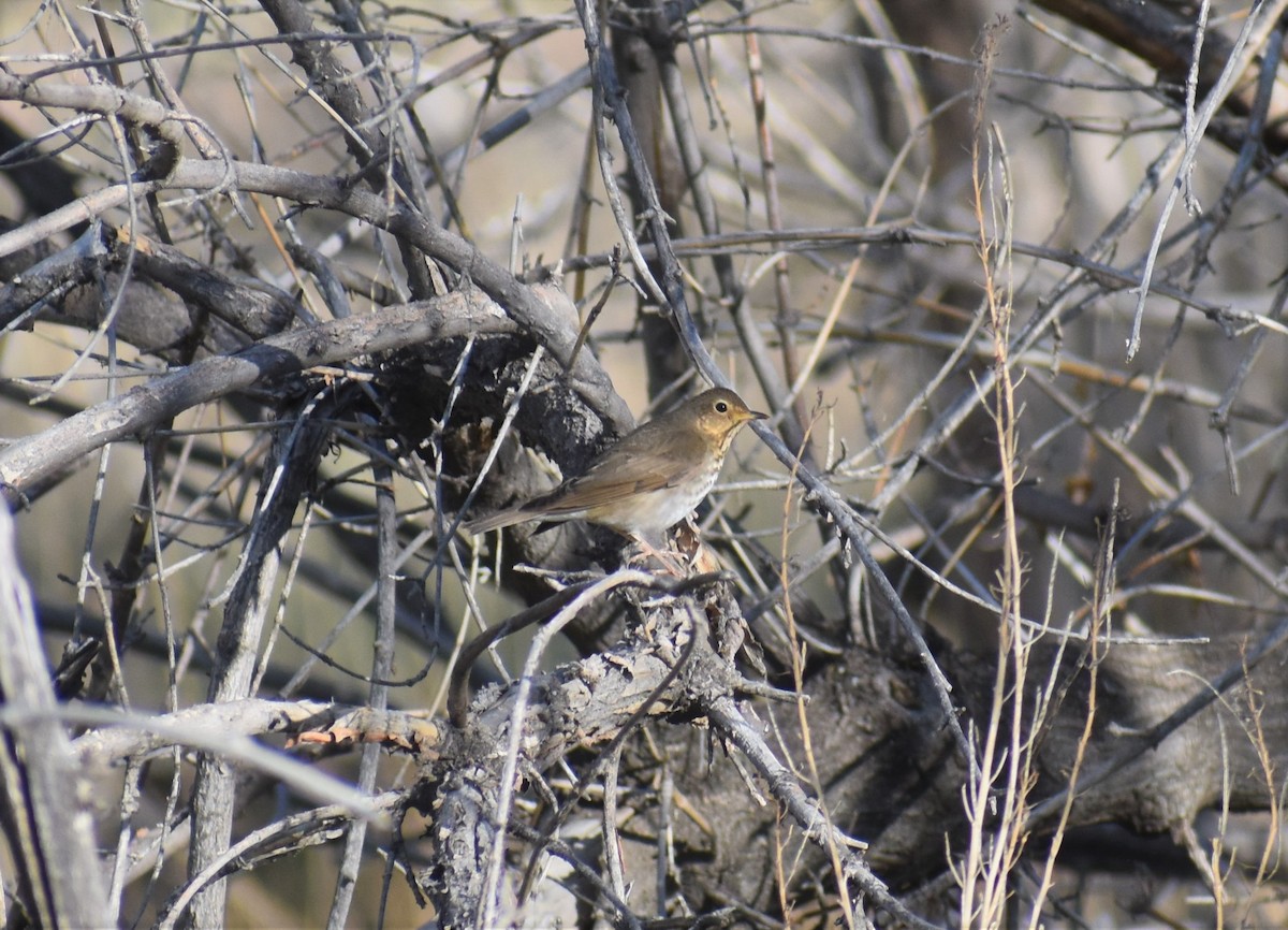 Swainson's Thrush - ML449467831