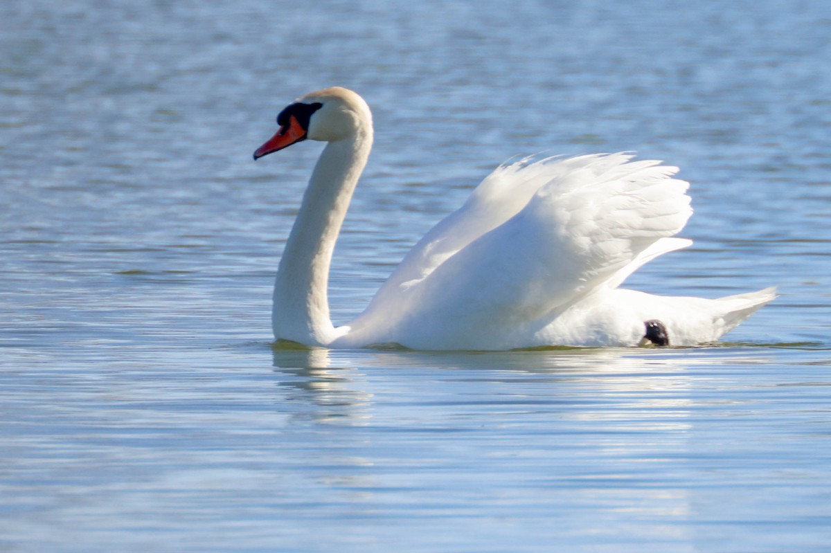 Mute Swan - ML449468231