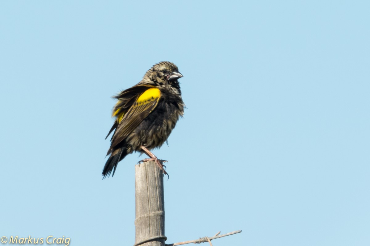 Yellow Bishop (Yellow) - ML44946951