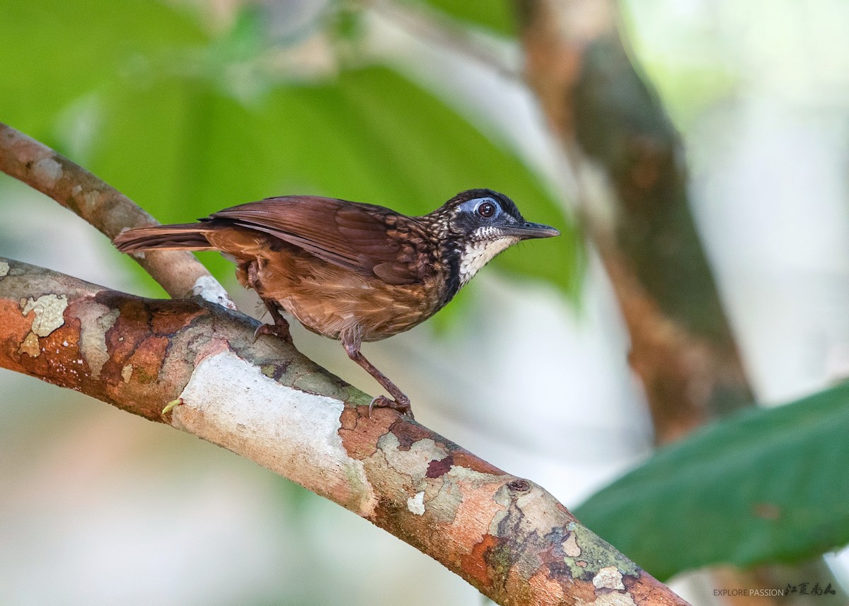 Large Wren-Babbler - ML449469551