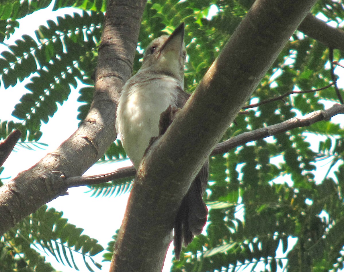 Society Kingfisher (Moorea) - ML449469571