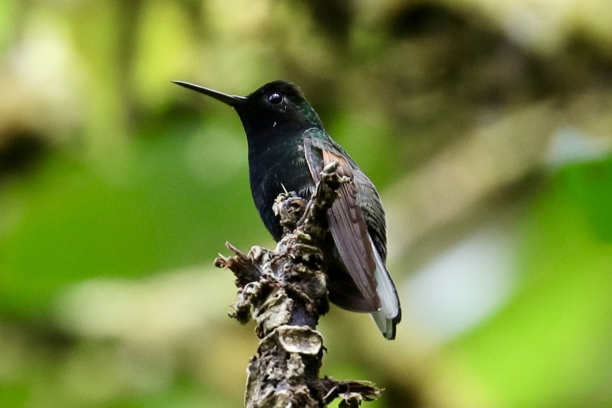 Colibri à ventre noir - ML449469831