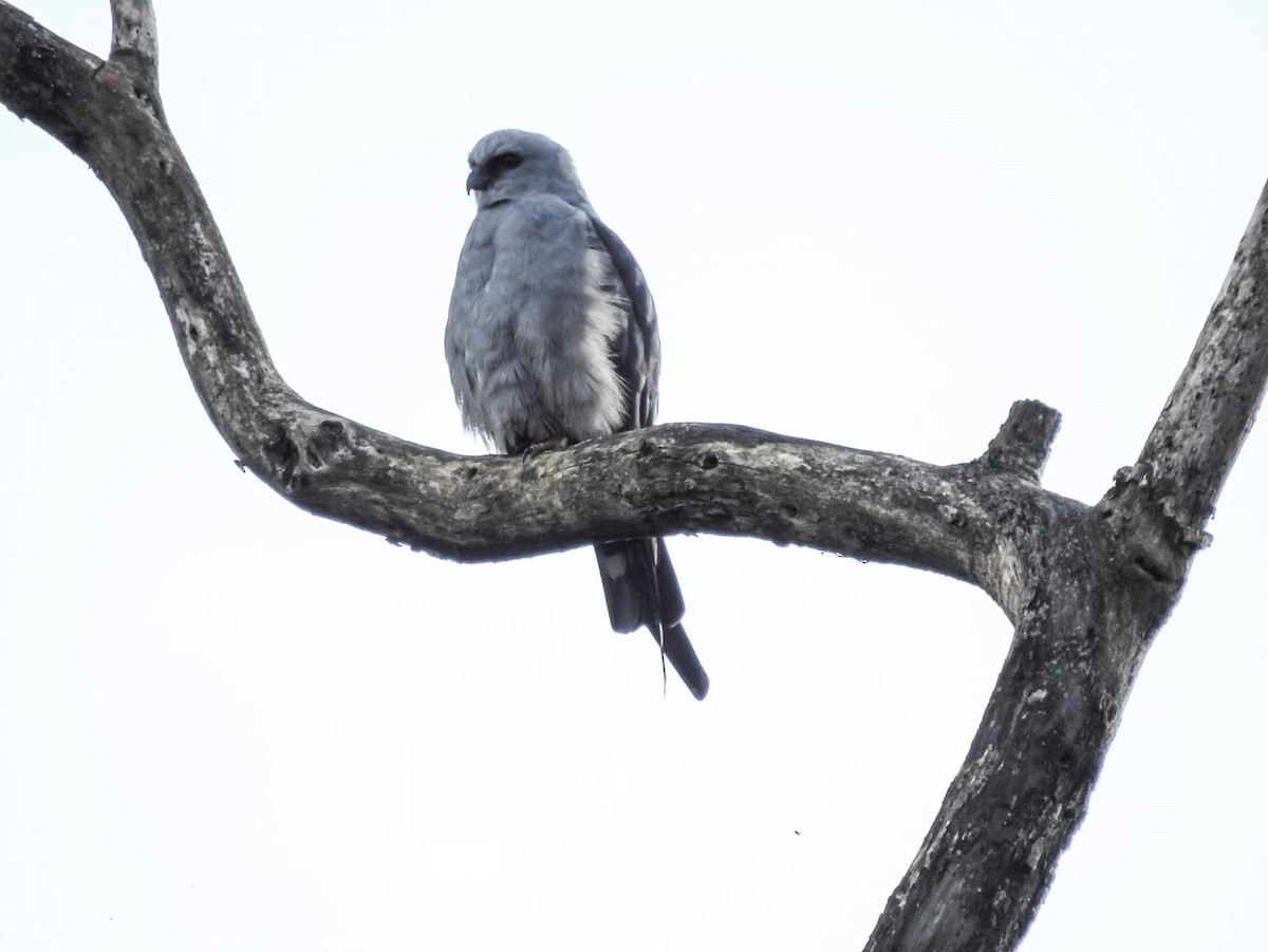 Plumbeous Kite - Darwin Avila