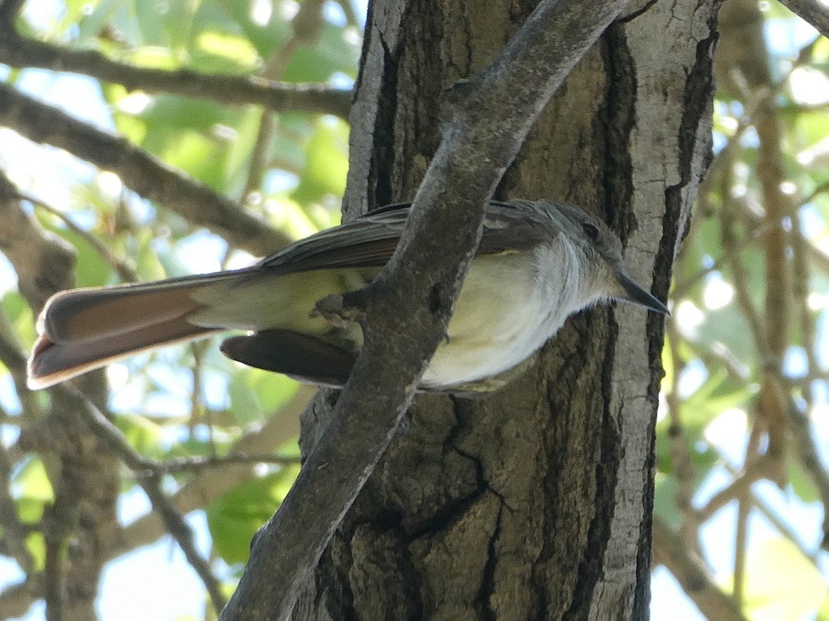 Ash-throated Flycatcher - ML449473281