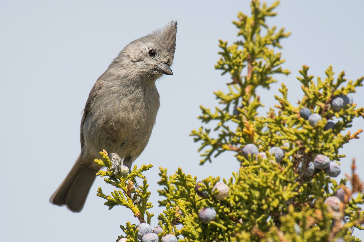 Juniper Titmouse - ML449473771