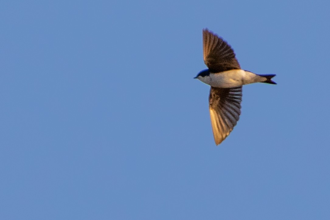 Tree Swallow - Jeff Hullstrung