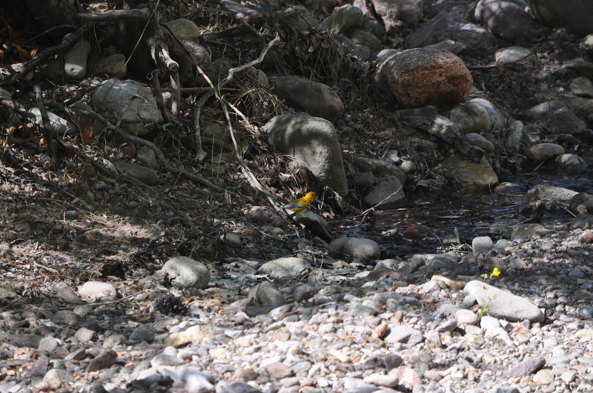 Prothonotary Warbler - ML449476031