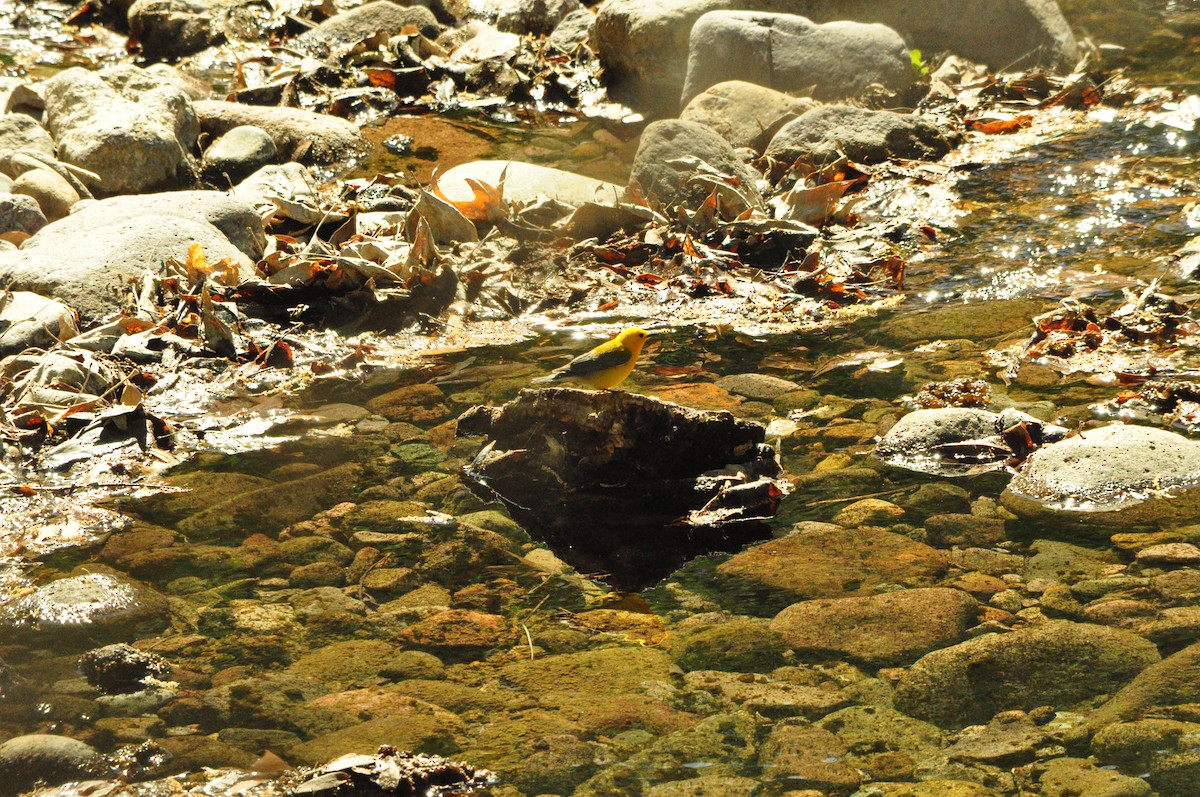 Prothonotary Warbler - ML449476211
