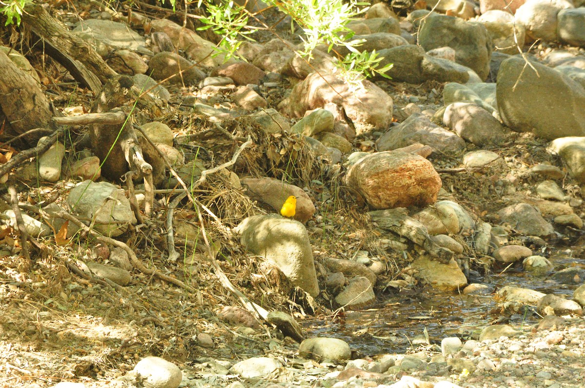 Prothonotary Warbler - ML449476321