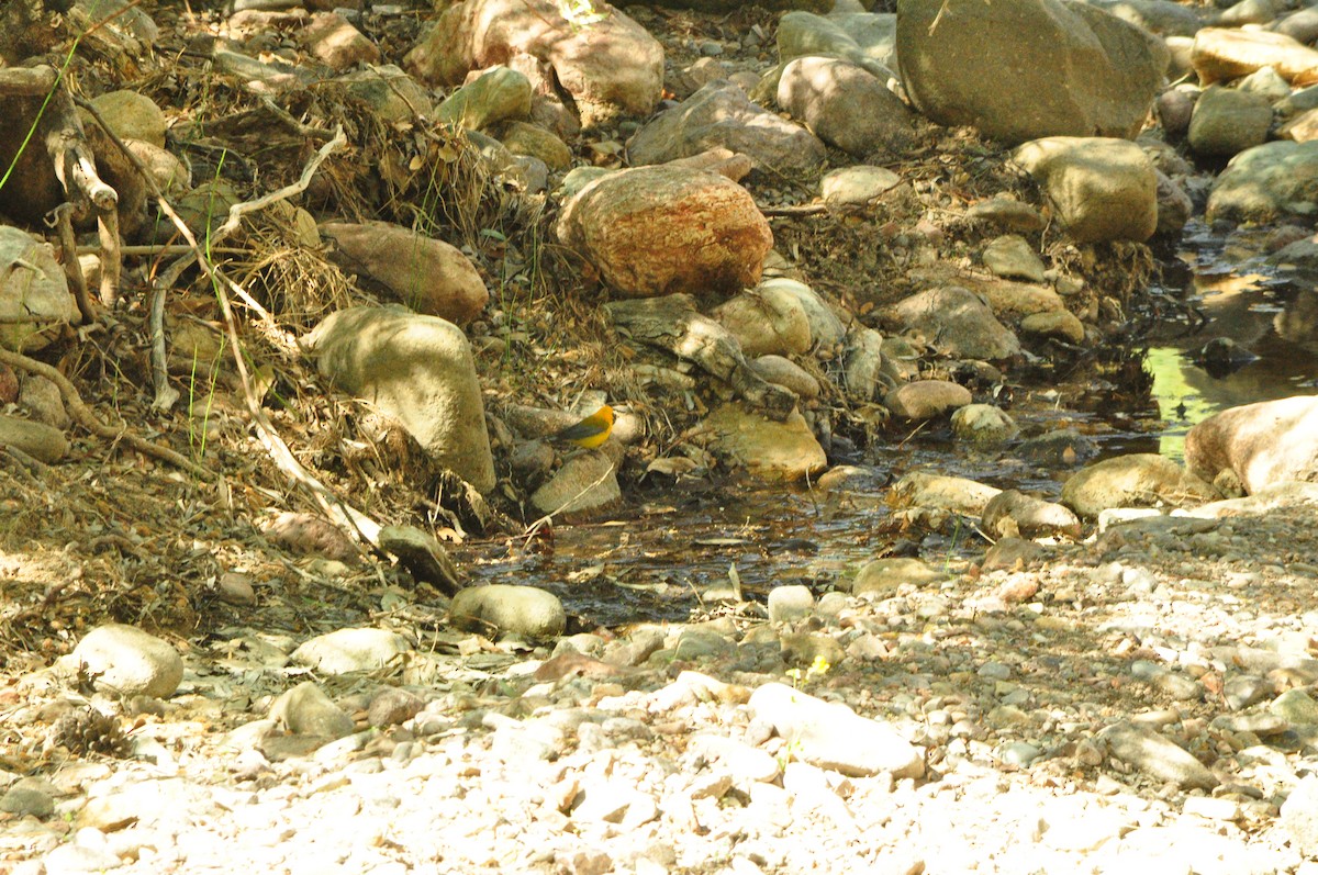 Prothonotary Warbler - ML449476531