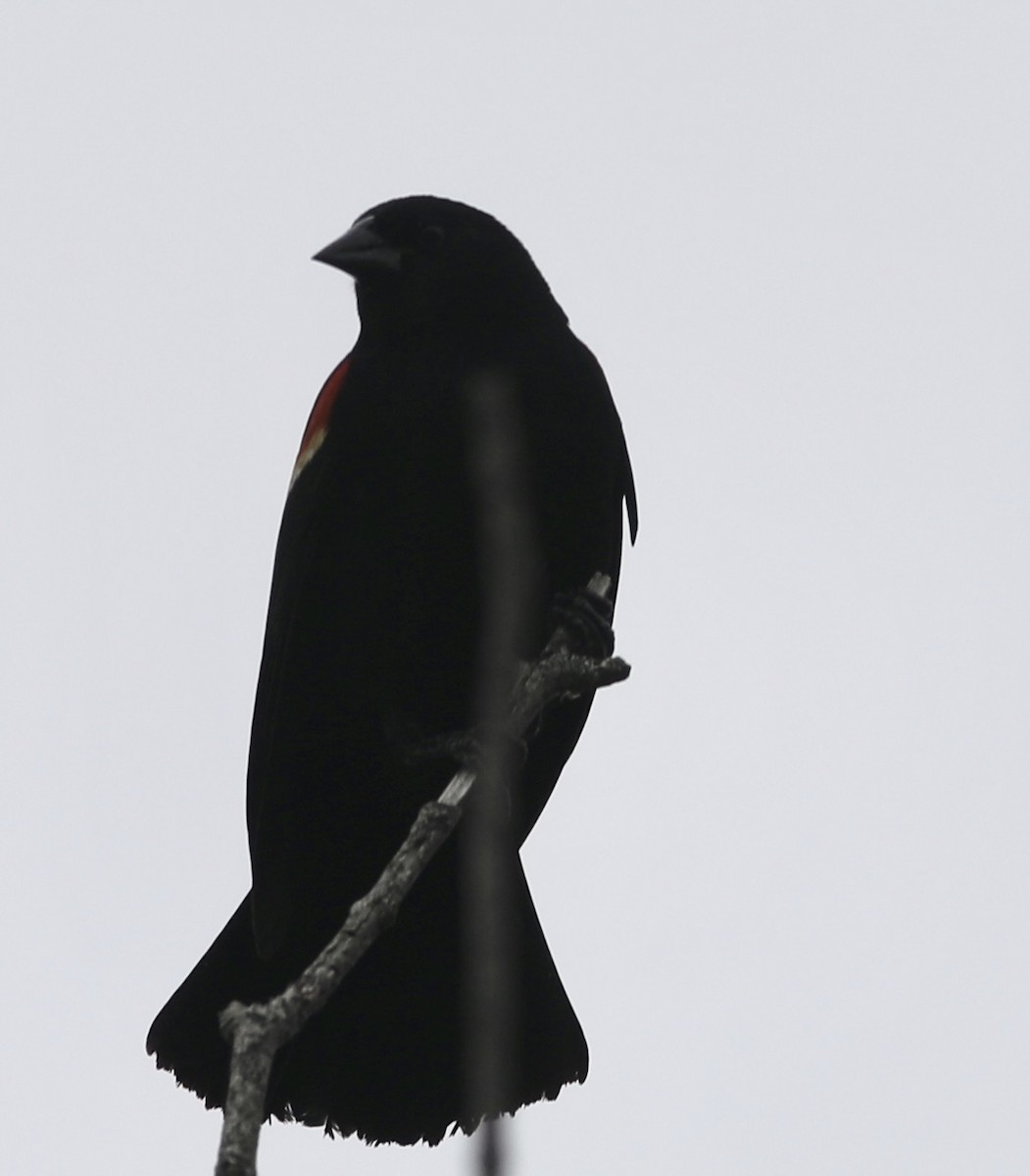 Red-winged Blackbird - ML449476671