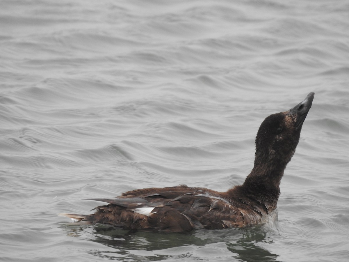 White-winged Scoter - Carol & Steve Matthews