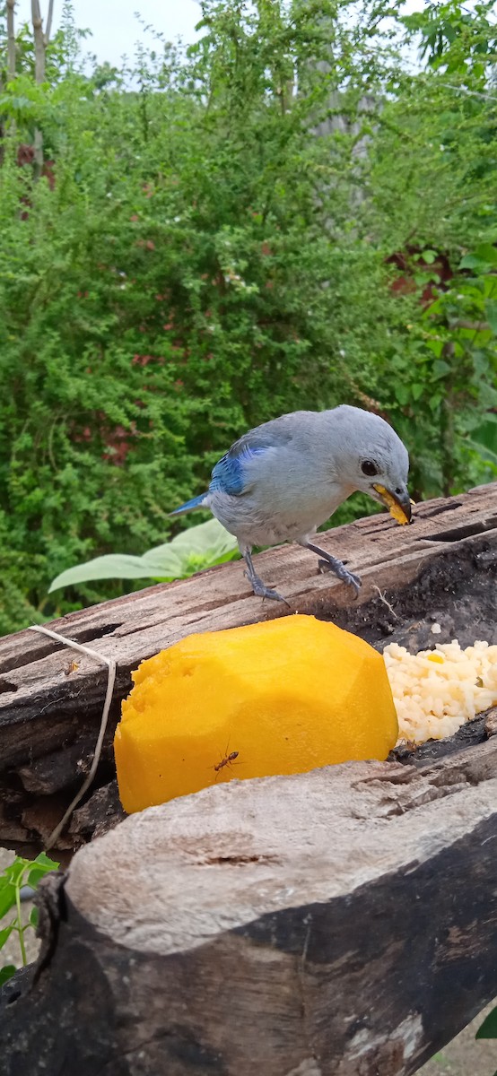 Blue-gray Tanager - ML449477041
