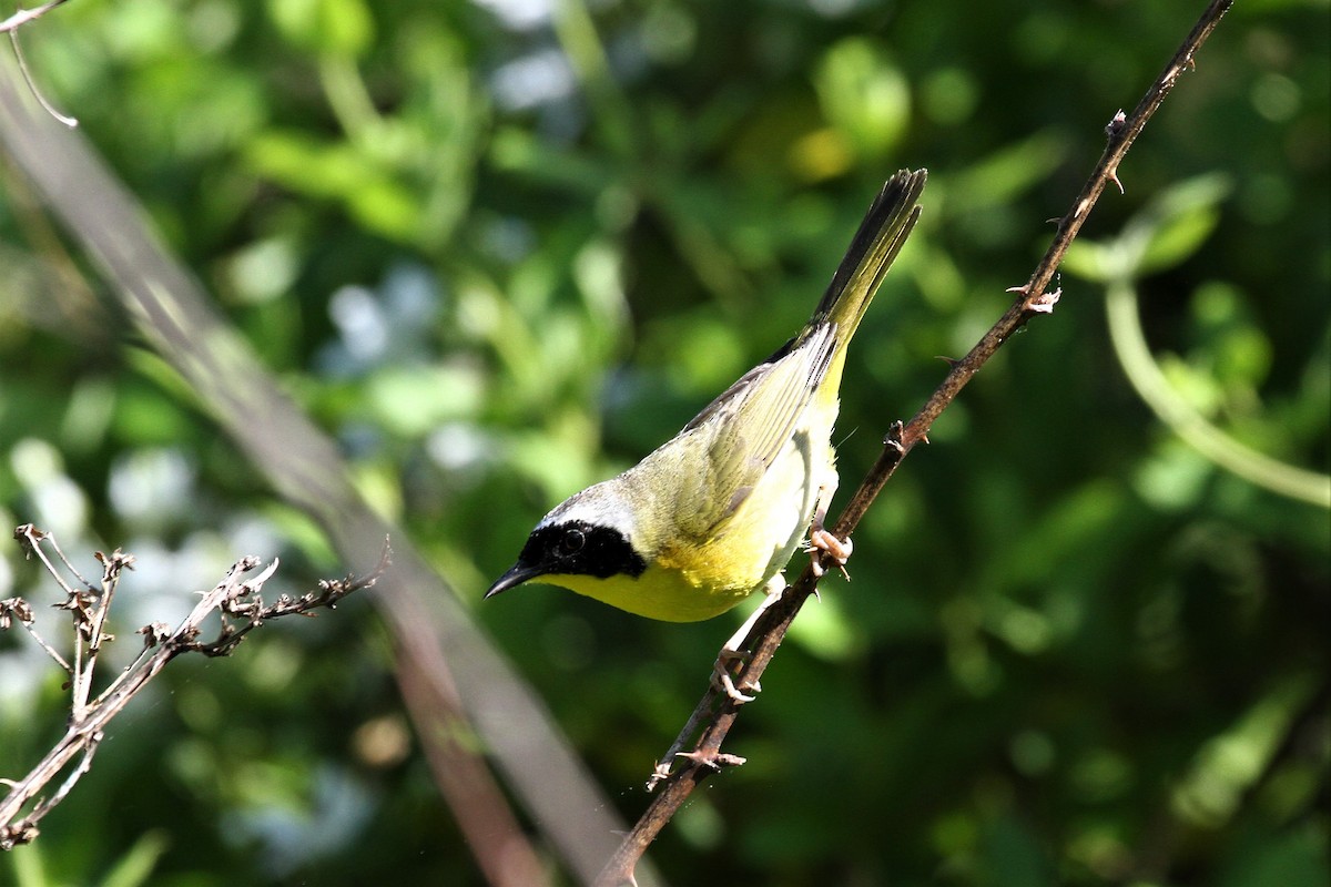 Common Yellowthroat - ML449477241