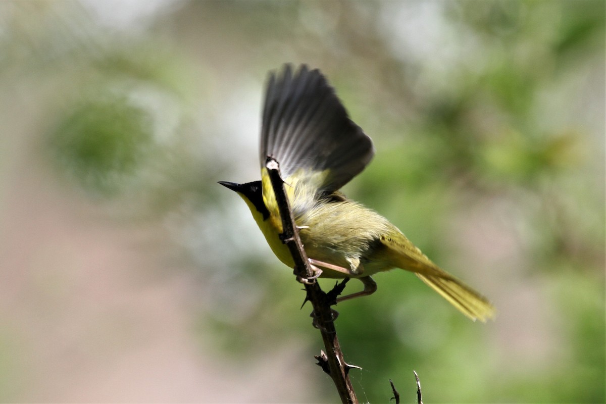 Common Yellowthroat - ML449477261