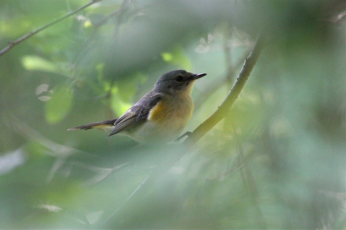 American Redstart - ML449477271