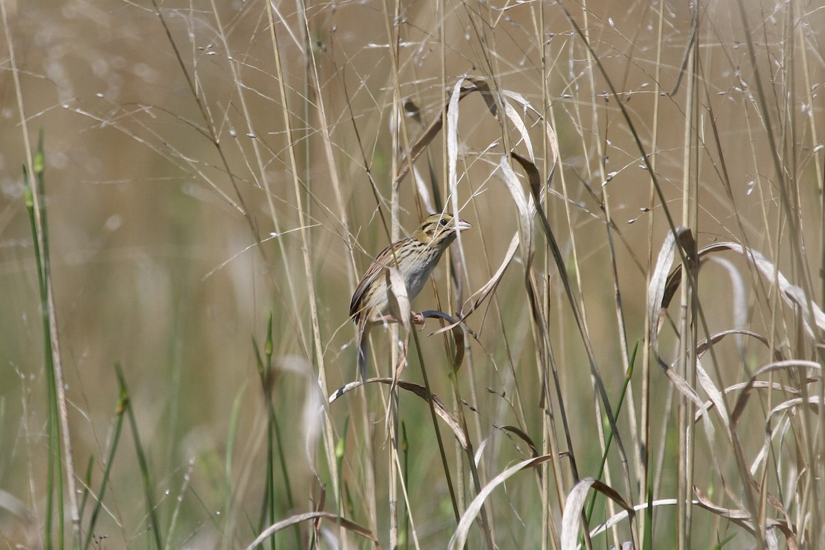 Henslow's Sparrow - ML449477341