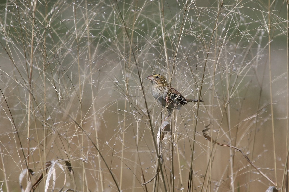 Henslow's Sparrow - ML449477361