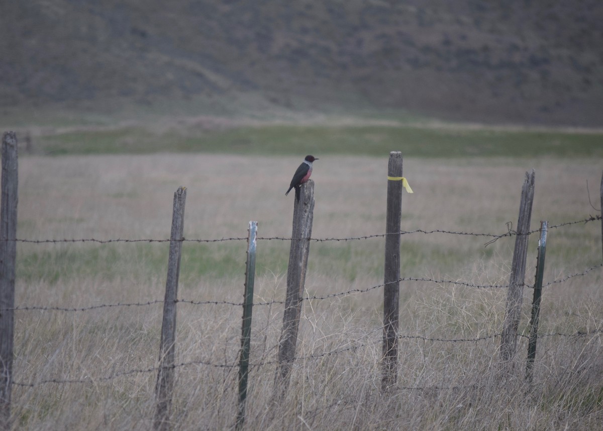 Lewis's Woodpecker - ML449479591