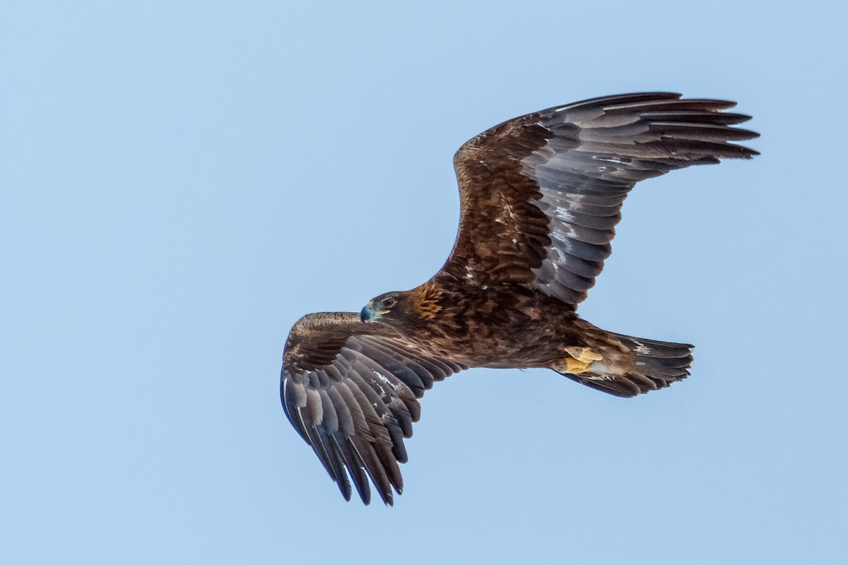 Golden Eagle - ML44948231