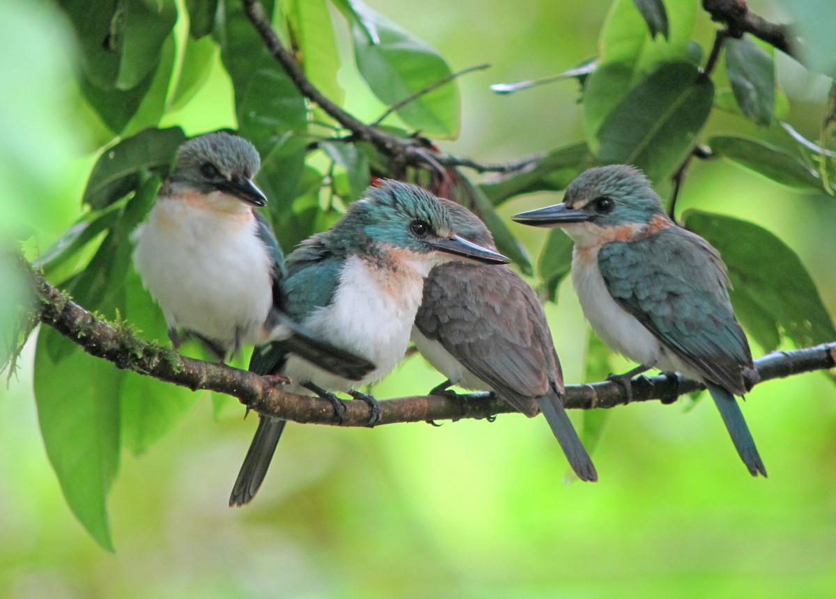 Society Kingfisher (Tahiti) - ML449482361