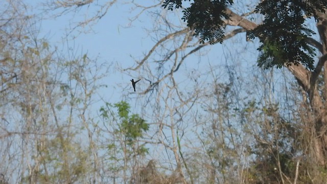 Tarçın Renkli Kolibri - ML449482781