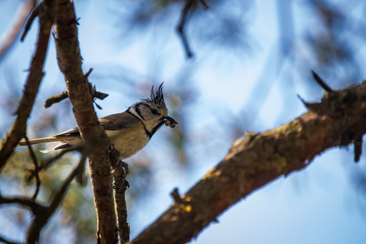 Crested Tit - ML449483311