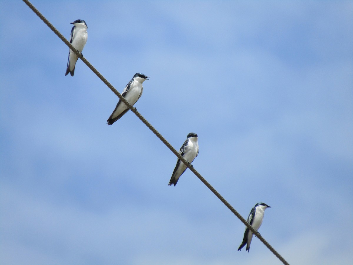 White-winged Swallow - ML449483841
